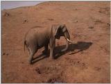 (P:\Africa\VideoStills) Dn-a1049.jpg (1/1) (95 K)