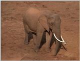(P:\Africa\VideoStills) Dn-a1051.jpg (1/1) (91 K)