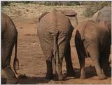 (P:\Africa\VideoStills) Dn-a1052.jpg (1/1) (95 K)