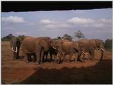 (P:\Africa\VideoStills) Dn-a1053.jpg (1/1) (89 K)