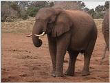 (P:\Africa\VideoStills) Dn-a1054.jpg (1/1) (92 K)