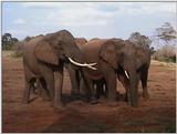(P:\Africa\VideoStills) Dn-a1055.jpg (1/1) (87 K)