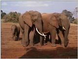(P:\Africa\VideoStills) Dn-a1056.jpg (1/1) (95 K)