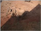(P:\Africa\VideoStills) Dn-a1057.jpg (1/1) (93 K)