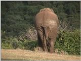 (P:\Africa\VideoStills) Dn-a1058.jpg (1/1) (86 K)
