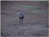 (P:\Africa\VideoStills) Dn-a1060.jpg (1/1) (93 K)