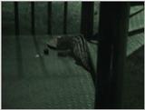 (P:\Africa\VideoStills) Dn-a1069.jpg (1/1) (90 K)