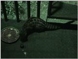(P:\Africa\VideoStills) Dn-a1070.jpg (1/1) (90 K)