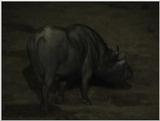 (P:\Africa\VideoStills) Dn-a1073.jpg (1/1) (86 K)