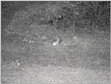 Re: (P:\Africa\VideoStills) Dn-a1079.jpg (1/1) (84 K) - Dn-a1079.jpg
