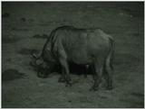 (P:\Africa\VideoStills) Dn-a1080.jpg (1/1) (94 K)