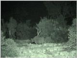 Re: (P:\Africa\VideoStills) Dn-a1081.jpg (1/1) (88 K) - Dn-a1081.jpg