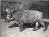 Re: (P:\Africa\VideoStills) Dn-a1082.jpg (1/1) (83 K) - Dn-a1082.jpg