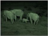 (P:\Africa\VideoStills) Dn-a1083.jpg (1/1) (89 K)