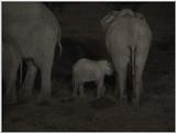 (P:\Africa\VideoStills) Dn-a1084.jpg (1/1) (90 K)
