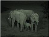 (P:\Africa\VideoStills) Dn-a1085.jpg (1/1) (86 K)