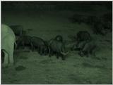(P:\Africa\VideoStills) Dn-a1086.jpg (1/1) (86 K)