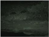 (P:\Africa\VideoStills) Dn-a1087.jpg (1/1) (91 K)