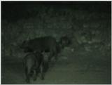 (P:\Africa\VideoStills) Dn-a1088.jpg (1/1) (86 K)