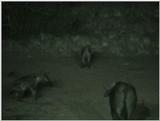 (P:\Africa\VideoStills) Dn-a1091.jpg (1/1) (86 K)