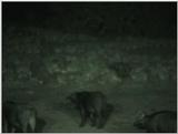 (P:\Africa\VideoStills) Dn-a1092.jpg (1/1) (85 K)