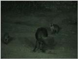 (P:\Africa\VideoStills) Dn-a1095.jpg (1/1) (90 K)
