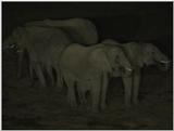 (P:\Africa\VideoStills) Dn-a1099.jpg (1/1) (85 K)
