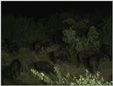 (P:\Africa\VideoStills) Dn-a1100.jpg (1/1) (89 K)