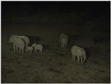 (P:\Africa\VideoStills) Dn-a1101.jpg (1/1) (87 K)