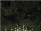 (P:\Africa\VideoStills) Dn-a1103.jpg (1/1) (87 K)