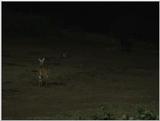 (P:\Africa\VideoStills) Dn-a1106.jpg (1/1) (81 K)