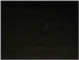 (P:\Africa\VideoStills) Dn-a1107.jpg (1/1) (86 K)