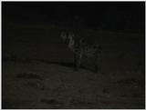 (P:\Africa\VideoStills) Dn-a1108.jpg (1/1) (79 K)