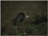 (P:\Africa\VideoStills) Dn-a1110.jpg (Weasel?)