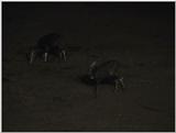 (P:\Africa\VideoStills) Dn-a1112.jpg (1/1) (95 K)