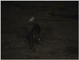 (P:\Africa\VideoStills) Dn-a1113.jpg (1/1) (86 K)
