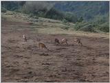 (P:\Africa\VideoStills) Dn-a1117.jpg (1/1) (90 K)