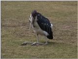 (P:\Africa\VideoStills) Dn-a1126.jpg (Marabou Stork)