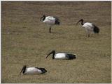 (P:\Africa\VideoStills) Dn-a1127.jpg (Sacred Ibises)