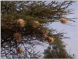 (P:\Africa\VideoStills) Dn-a1130.jpg (1/1) (90 K)