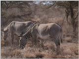 (P:\Africa\VideoStills) Dn-a1131.jpg (1/1) (89 K)