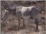 (P:\Africa\VideoStills) Dn-a1132.jpg (1/1) (85 K)