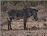 (P:\Africa\VideoStills) Dn-a1133.jpg (1/1) (89 K)