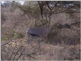 (P:\Africa\VideoStills) Dn-a1134.jpg (1/1) (92 K)