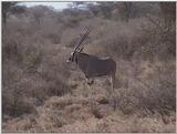 (P:\Africa\VideoStills) Dn-a1135.jpg (1/1) (90 K)