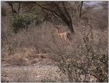 (P:\Africa\VideoStills) Dn-a1136.jpg (1/1) (88 K)
