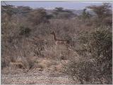 (P:\Africa\VideoStills) Dn-a1137.jpg (1/1) (89 K)