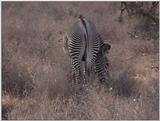 (P:\Africa\VideoStills) Dn-a1138.jpg (1/1) (89 K)