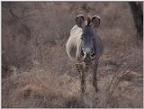 (P:\Africa\VideoStills) Dn-a1139.jpg (1/1) (93 K)