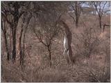 (P:\Africa\VideoStills) Dn-a1141.jpg (Gerenuk)